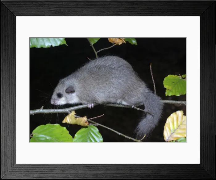 Framed Print : Edible dormouse - in beech, fattened up for winter Framed Print : Edible dormouse - in beech, fattened up for winter