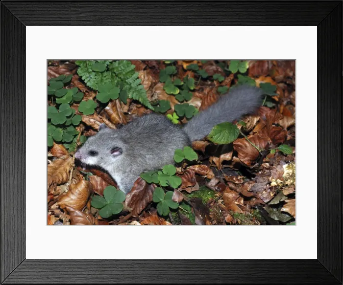 Framed Print : Edible dormouse - on the ground, exploring to find suitable place to go underground to hibernate Framed Print : Edible dormouse - on the ground, exploring to find suitable place to go underground to hibernate