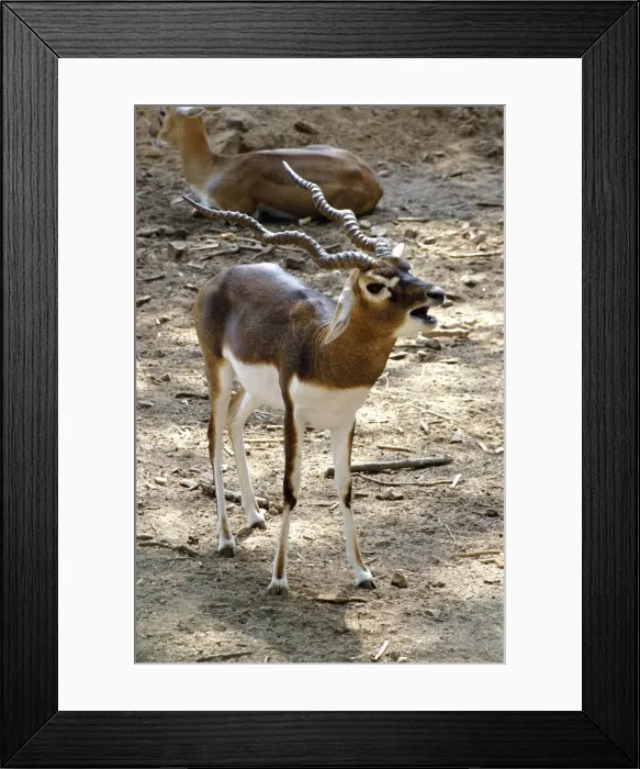 Framed Print : Blackbuck- male issuing challenge. India Framed Print : Blackbuck- male issuing challenge. India