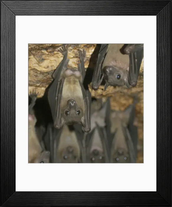 Framed Print : Fruit Bats - males hanging upside down living in rock shelter, Uganda, Africa Framed Print : Fruit Bats - males hanging upside down living in rock shelter, Uganda, Africa