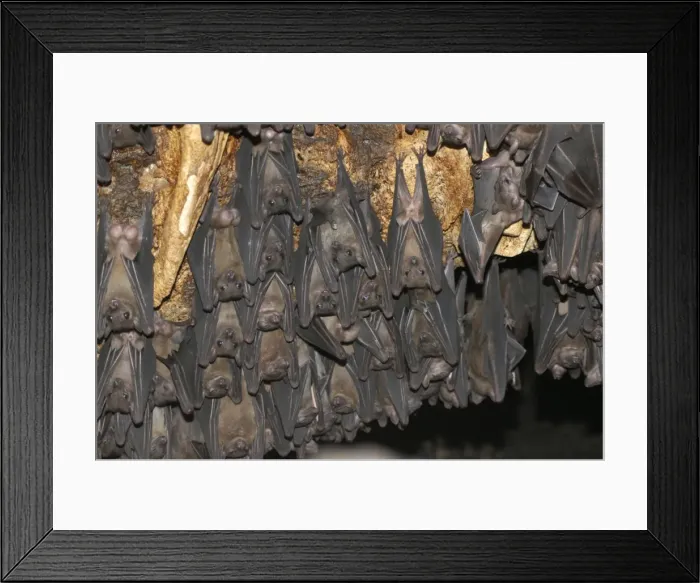 Framed Print : Fruit Bat colony - males hanging upside down living in rock shelter. Uganda, Africa Framed Print : Fruit Bat colony - males hanging upside down living in rock shelter. Uganda, Africa