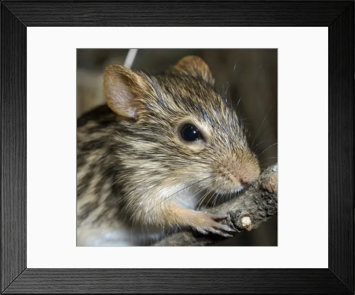 Framed Print : Striped Grass Mouse Framed Print : Striped Grass Mouse