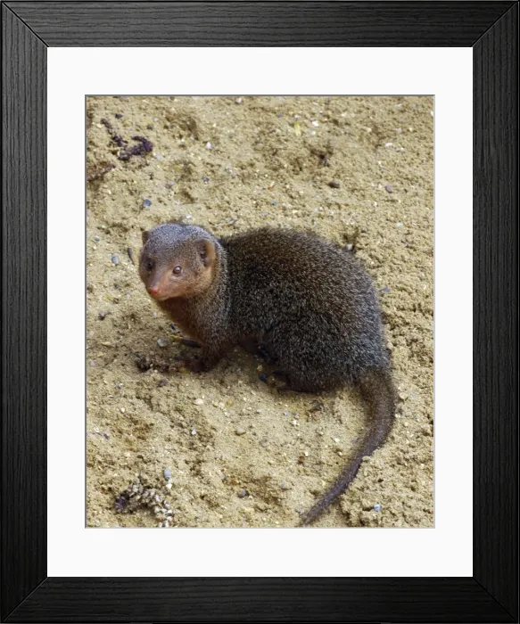 Framed Print : Dwarf Mongoose, E & C Africa Framed Print : Dwarf Mongoose, E & C Africa