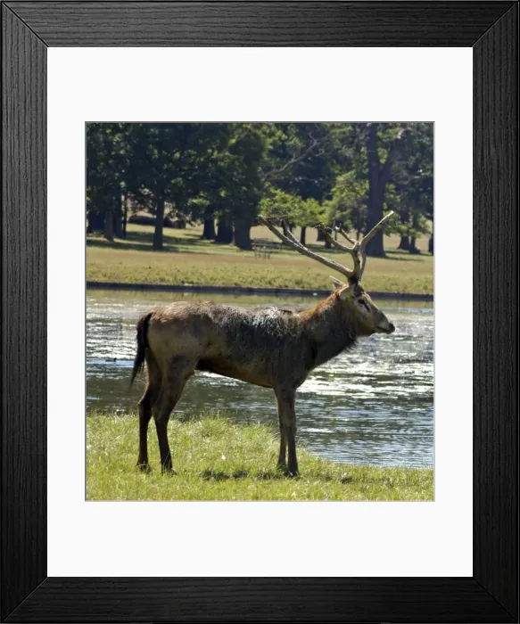 Framed Print : Pere David's deer / Milu - with worn antlers. Woburn Park, Bedford, UK Framed Print : Pere David's deer / Milu - with worn antlers. Woburn Park, Bedford, UK