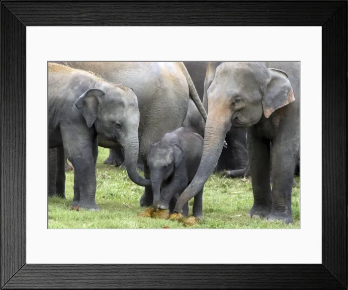 Framed Print : Asian Elephant - females showing baby elephant dung, investigating by touch and smell- Orphanage - Sri Lanka Framed Print : Asian Elephant - females showing baby elephant dung, investigating by touch and smell- Orphanage - Sri Lanka