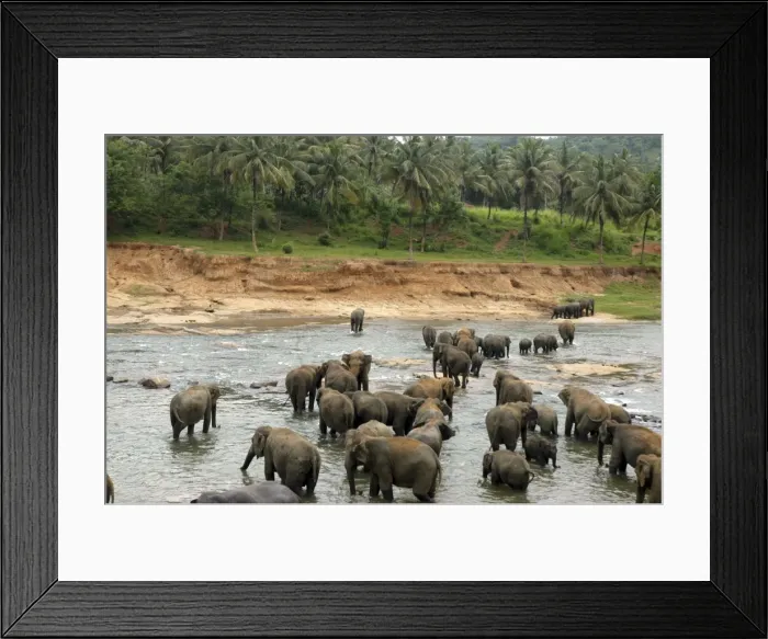 Framed Print : Asian Elephant: herd bathing in the river, Elephant Orphanage, Sri Lanka Framed Print : Asian Elephant: herd bathing in the river, Elephant Orphanage, Sri Lanka