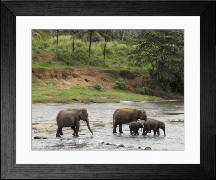 Framed Print : Asian Elephant: herd bathing in the river, Elephant Orphanage, Sri Lanka Framed Print : Asian Elephant: herd bathing in the river, Elephant Orphanage, Sri Lanka