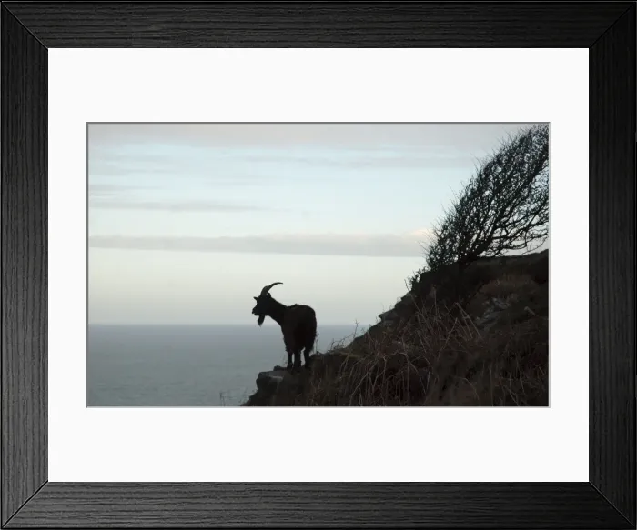 Framed Print : Wild Goat - Silhouette with sea in background. Nant Gwertheryn, North Wales, UK Framed Print : Wild Goat - Silhouette with sea in background. Nant Gwertheryn, North Wales, UK