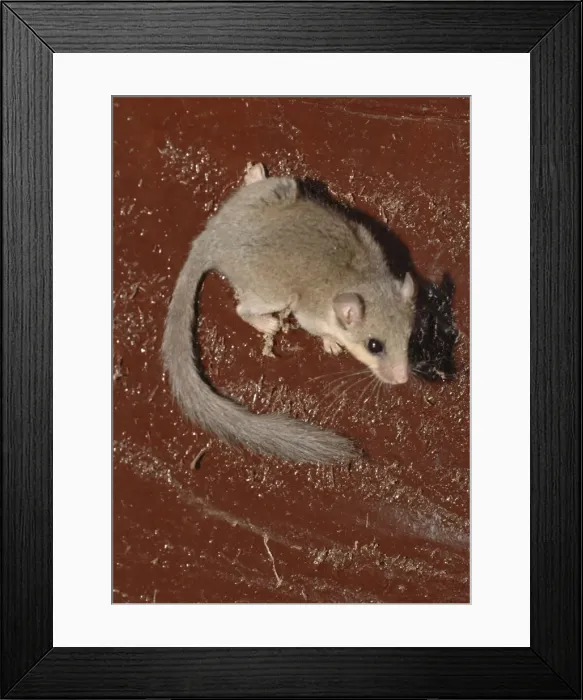 Framed Print : African Dormouse, The Gambia, Africa Framed Print : African Dormouse, The Gambia, Africa