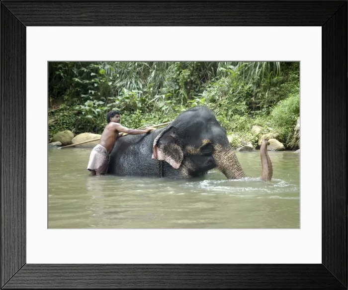 Framed Print : Asian Elephant: mahout bathing his elephant, Sri Lanka Framed Print : Asian Elephant: mahout bathing his elephant, Sri Lanka
