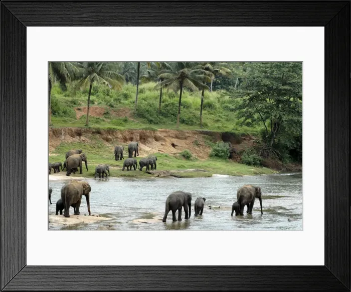 Framed Print : Asian Elephant: herd crossing the river, Elephant Orphanage, Sri Lanka Framed Print : Asian Elephant: herd crossing the river, Elephant Orphanage, Sri Lanka