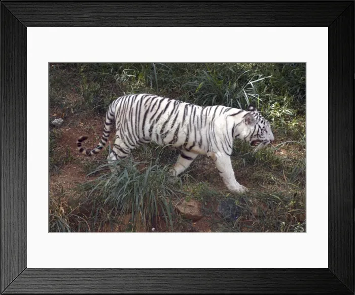 Framed Print : White tiger- variety kept as rare speciality by Indian Maharajahs, this one belonging to Maharajah of Mysore Framed Print : White tiger- variety kept as rare speciality by Indian Maharajahs, this one belonging to Maharajah of Mysore