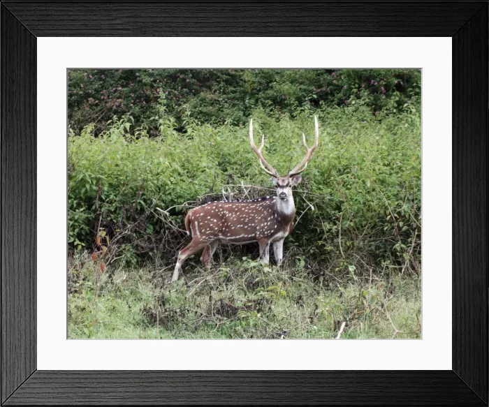 Framed Print : Chital  /  Spotted Deeer /  Axis Deer. India & Sri Lanka (introduced to New Zealand). Stag