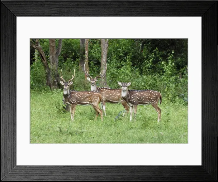 Framed Print : Chital / Spotted Deeer / Axis Deer. India & Sri Lanka (introduced to New Zealand). Stags and hind Framed Print : Chital / Spotted Deeer / Axis Deer. India & Sri Lanka (introduced to New Zealand). Stags and hind