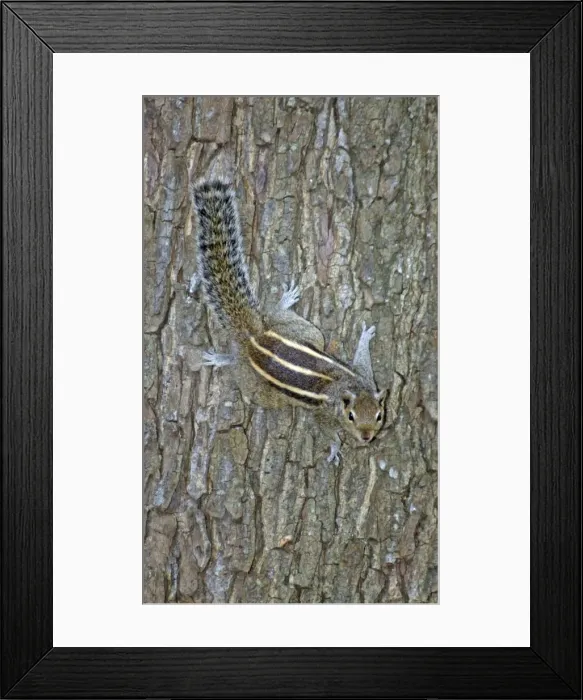 Framed Print : Palm Squirrel / Dusky Striped Squirrel; India and Sri Lanka Framed Print : Palm Squirrel / Dusky Striped Squirrel; India and Sri Lanka