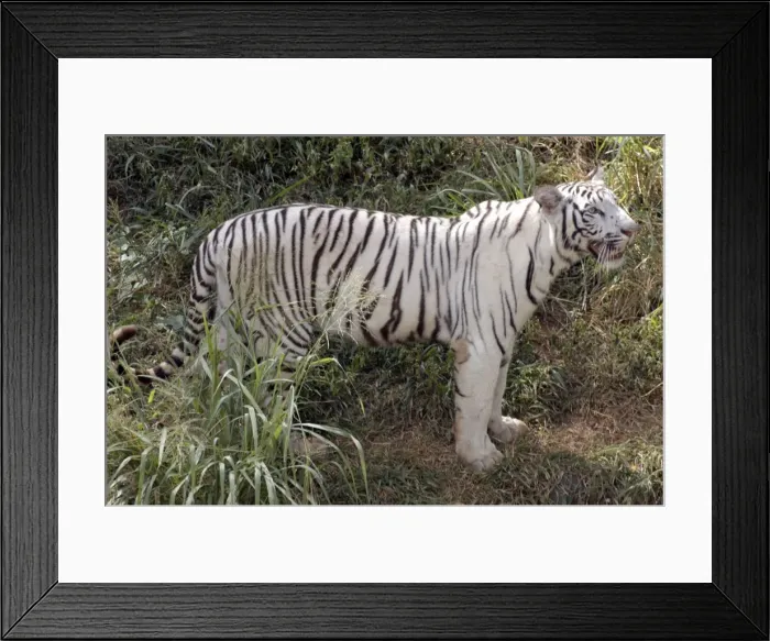 Framed Print : White Tiger- variety kept as rare speciality by Indian Maharajahs, this one belonging to Maharajah of Mysore