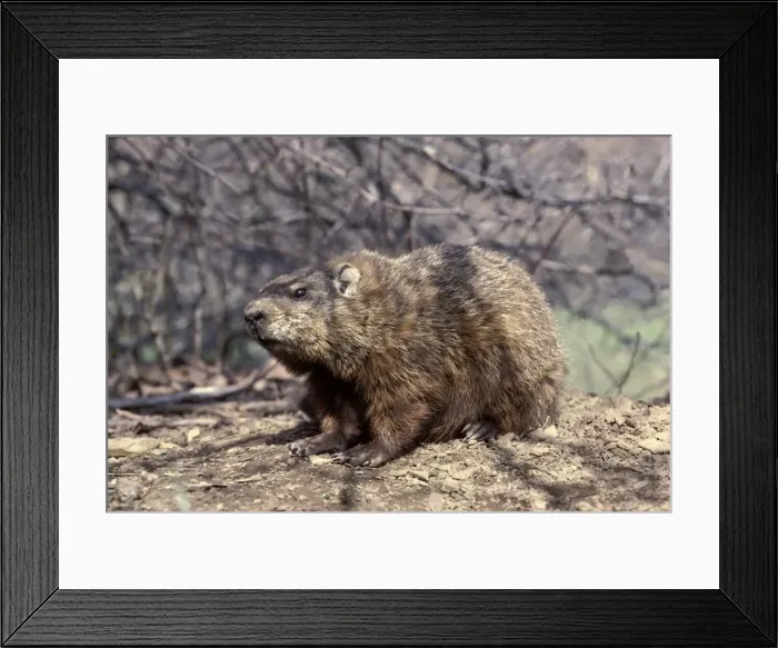 Framed Print : Woodchuck / Ground Hog Framed Print : Woodchuck / Ground Hog