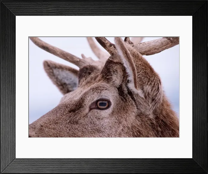 Framed Print : Elk / red deer / Wapiti. Europe Framed Print : Elk / red deer / Wapiti. Europe