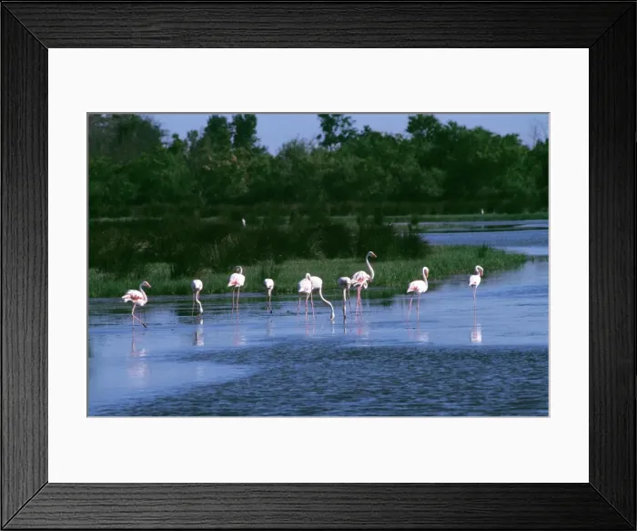 Framed Print : Greater Flamingo
