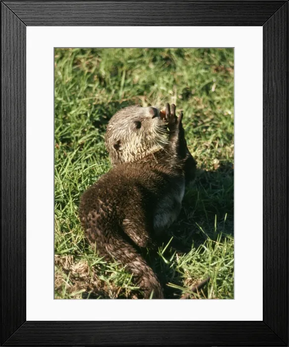 Framed Print : Clawless Otter Framed Print : Clawless Otter