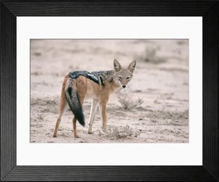 Framed Print : Black-backed Jackal Framed Print : Black-backed Jackal