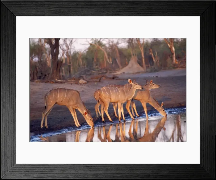 Framed Print : Greater Kudu