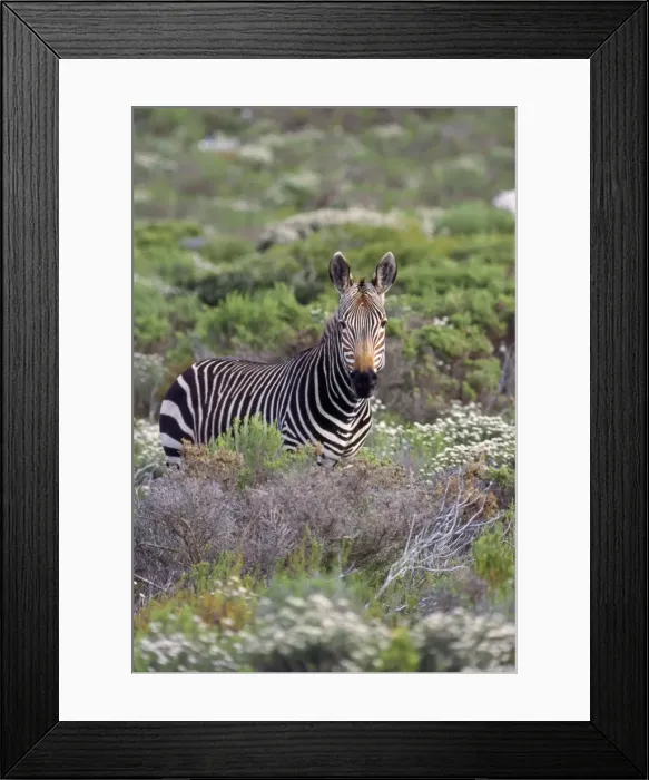 Framed Print : Cape Mountain Zebra Framed Print : Cape Mountain Zebra