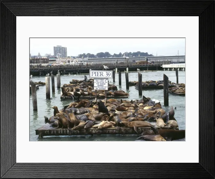 Framed Print : Sealions - at Pier 39, San Francisco California, United States