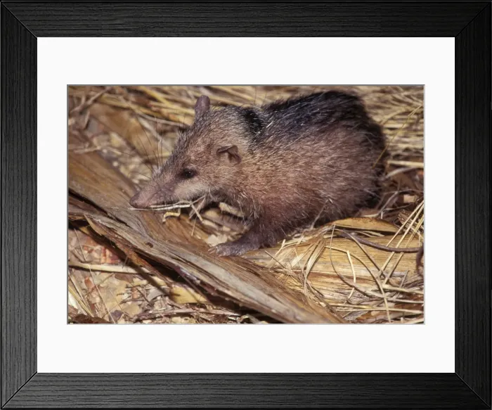 Framed Print : Common Tenrec Framed Print : Common Tenrec