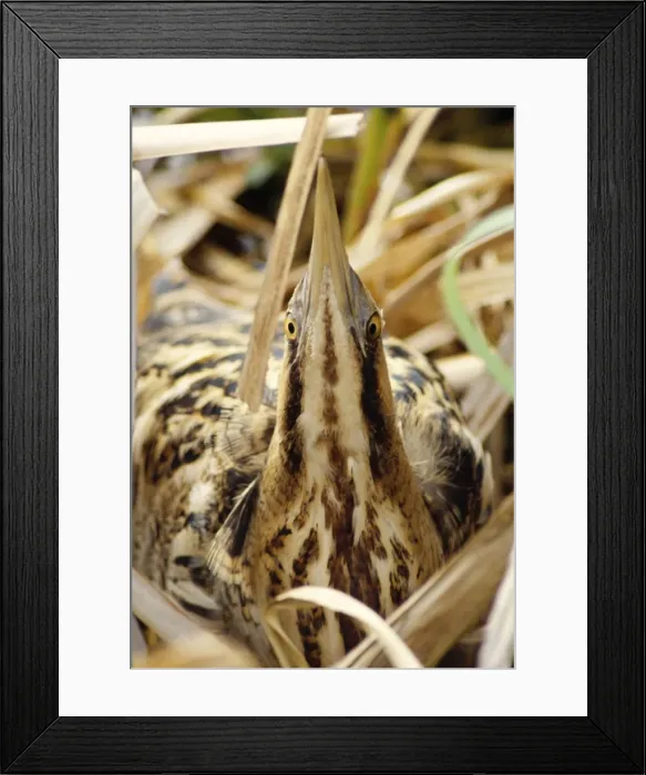 Framed Print : Bittern - close-up, in reeds Framed Print : Bittern - close-up, in reeds