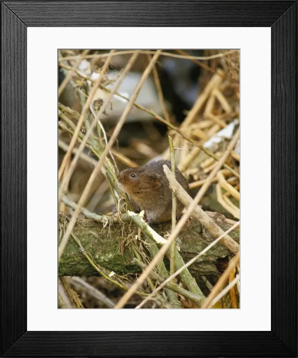 Framed Print : Water Vole Framed Print : Water Vole