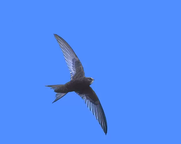 Swift In Flight Farmoor Resevoir, Oxon - UK