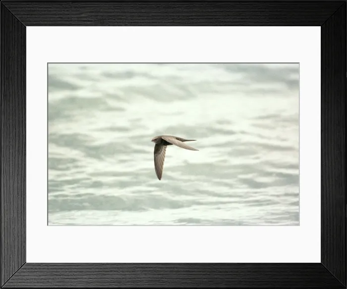 Framed Print : Swift - In Flight Farmoor Resevoir, Oxon, UK Framed Print : Swift - In Flight Farmoor Resevoir, Oxon, UK