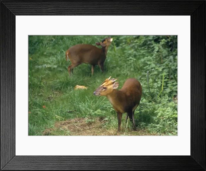 Framed Print : Muntjac Deer - male & female Framed Print : Muntjac Deer - male & female