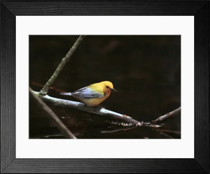 Framed Print : Prothonotary Warbler Rondeau, Canada Framed Print : Prothonotary Warbler Rondeau, Canada
