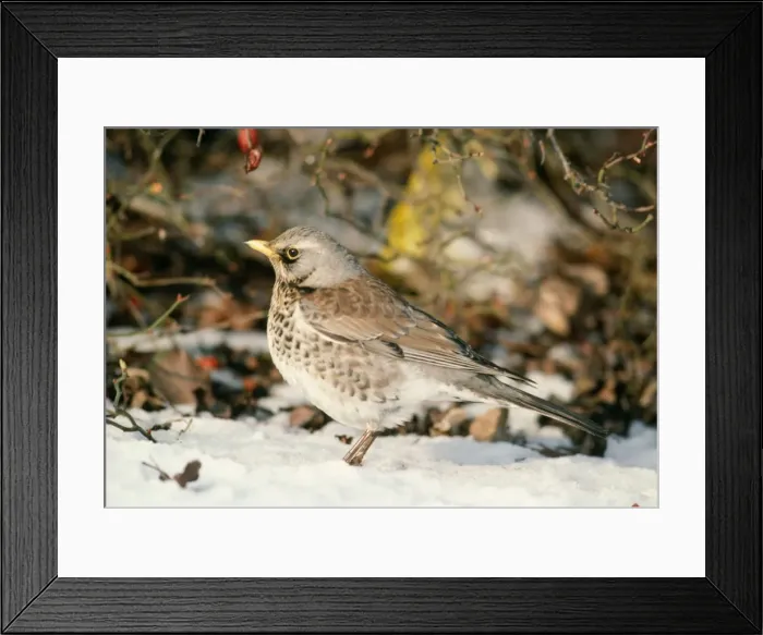 Framed Print : Fieldfare. RES-296. FIELDFARE - in snow. Oxon, UK Framed Print : Fieldfare. RES-296. FIELDFARE - in snow. Oxon, UK