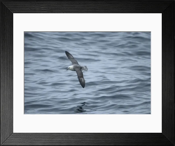Framed Print : Northern Fulmar In flight over water Isles of Scilly August Framed Print : Northern Fulmar In flight over water Isles of Scilly August