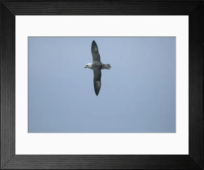 Framed Print : Northern Fulmar In flight Isles of Scilly August Framed Print : Northern Fulmar In flight Isles of Scilly August