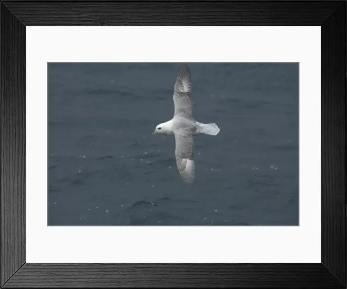 Framed Print : Northern Fulmar In flight over water Isles of Scilly August Framed Print : Northern Fulmar In flight over water Isles of Scilly August