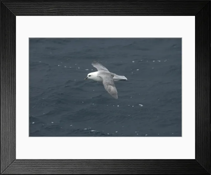 Framed Print : Northern Fulmar In flight over water Isles of Scilly August Framed Print : Northern Fulmar In flight over water Isles of Scilly August