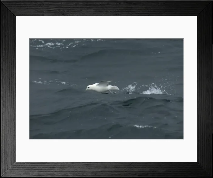 Framed Print : Northern Fulmar Taking off from water Isles of Scilly August Framed Print : Northern Fulmar Taking off from water Isles of Scilly August
