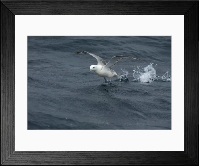 Framed Print : Northern Fulmar Taking off from water Isles of Scilly August Framed Print : Northern Fulmar Taking off from water Isles of Scilly August