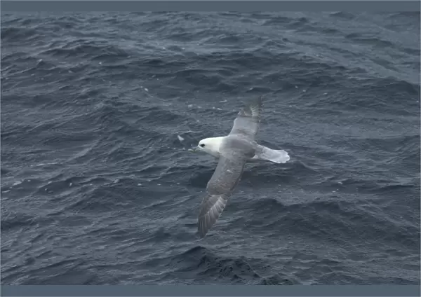Northern Fulmar Inflight over water Isles of Scilly August