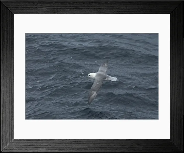 Framed Print : Northern Fulmar Inflight over water Isles of Scilly August Framed Print : Northern Fulmar Inflight over water Isles of Scilly August