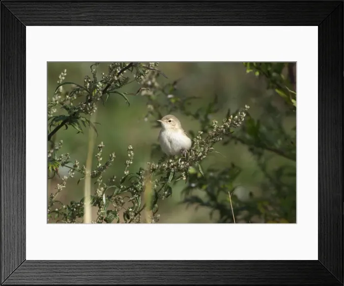 Framed Print : Booted Warbler Vagrant in Norfolk UK Framed Print : Booted Warbler Vagrant in Norfolk UK
