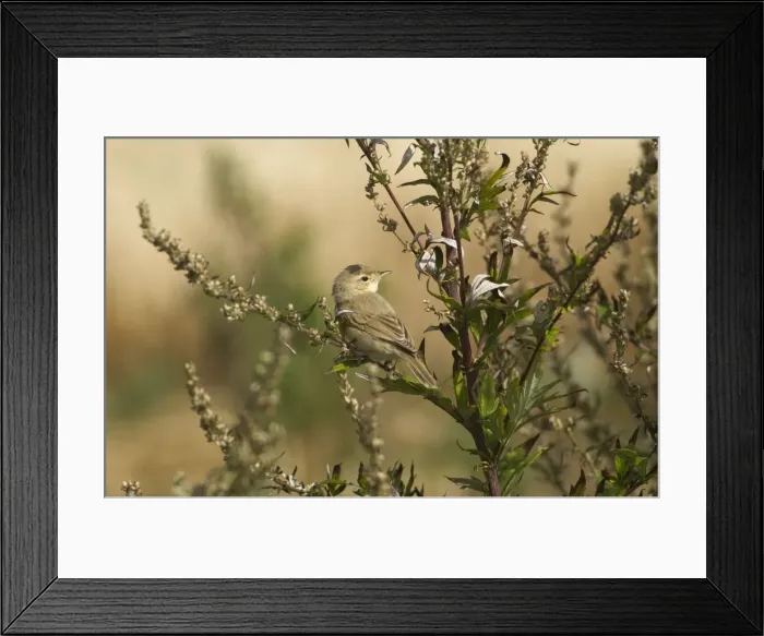 Framed Print : Booted Warbler Vagrant in Norfolk UK Framed Print : Booted Warbler Vagrant in Norfolk UK