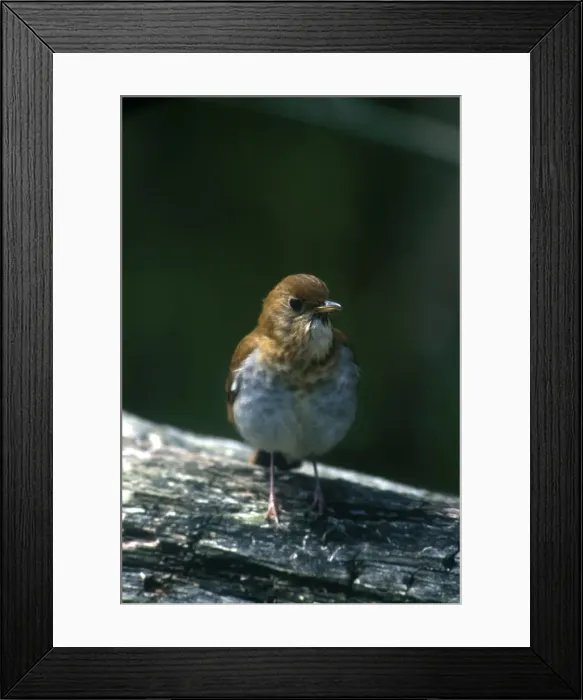Framed Print : Veery Adult May Long Point, Canada Framed Print : Veery Adult May Long Point, Canada