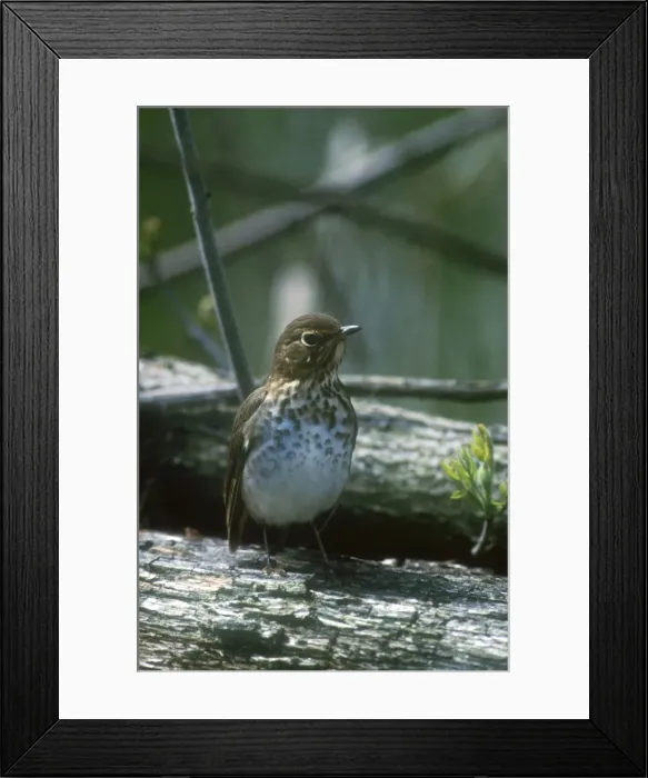 Framed Print : Swainsons Thrush Adult May Long Point, Canada Framed Print : Swainsons Thrush Adult May Long Point, Canada