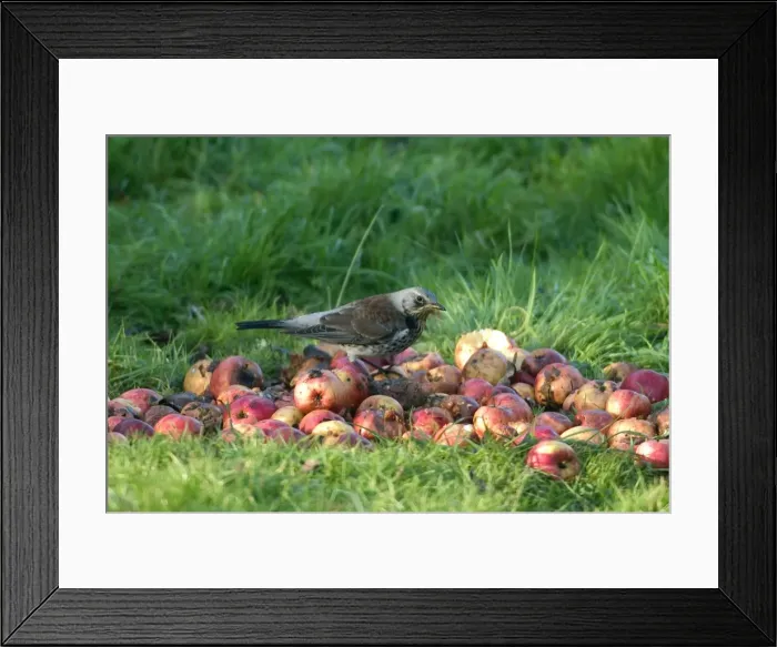 Framed Print : Fieldfare On apples Winter Framed Print : Fieldfare On apples Winter
