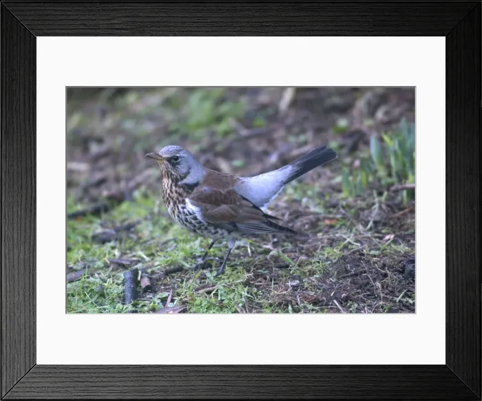 Framed Print : Fieldfare On ground Winter Framed Print : Fieldfare On ground Winter